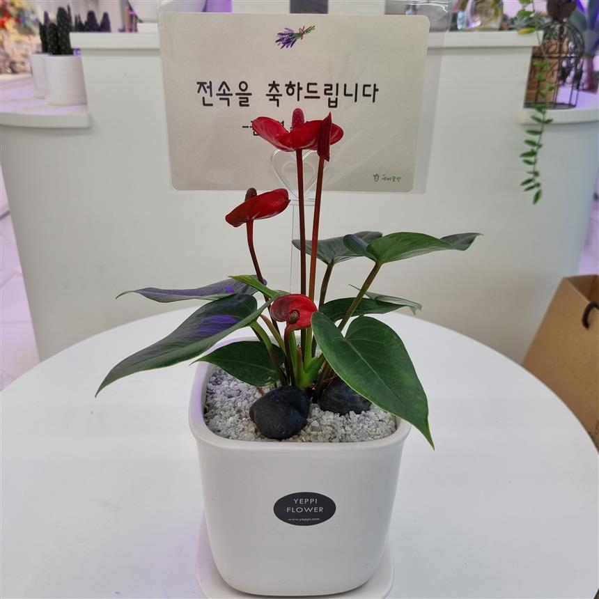 배송사진